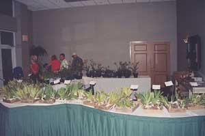 Plant-Sale