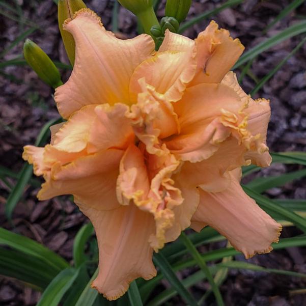 Spacecoast Pink Parasol