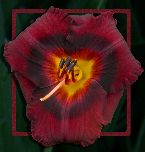 Midnight Bull's Eye