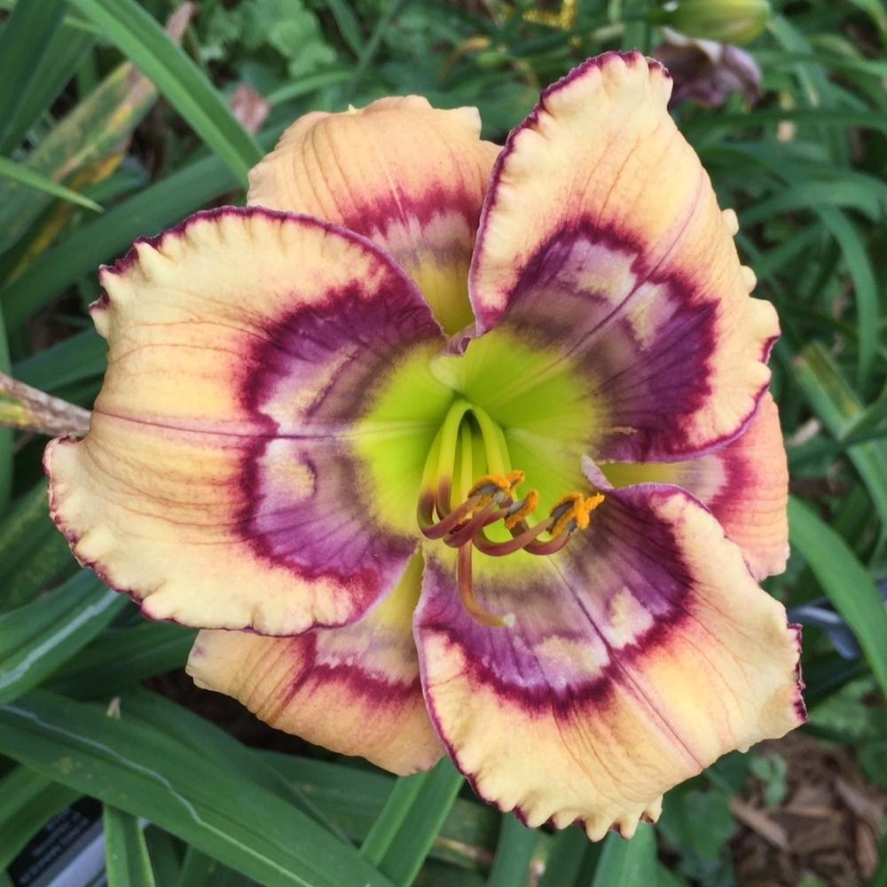 Chromacolor