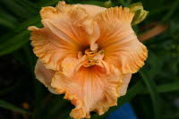 Gulf Coast Apricot Ruffles,  Crainer 2012