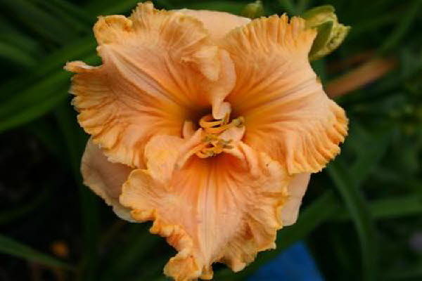 Gulf Coast Apricot Ruffles,  Crainer 2012