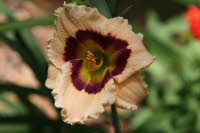 Gulf Coast Pansy,  Crainer 2011