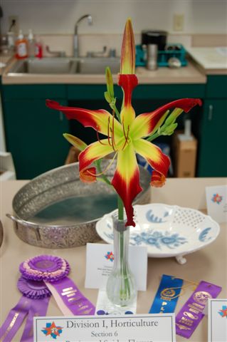 LSDS - 2009 Flower Show - Spider and Best of Show Winner - Sergeant Major - Mildred and Paul Eskine (2)