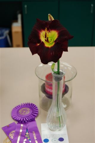 LSDS - 2009 Flower Show - Youth Award Winner - Black Ambrosia - Erik Eskine (2)