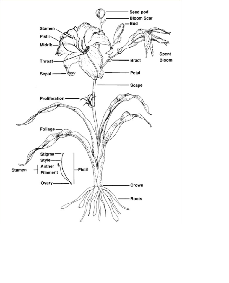 Parts of a Daylily