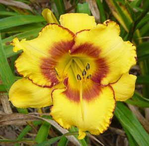 a_March-2008-daylilies-014