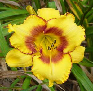 a_March-2008-daylilies-014