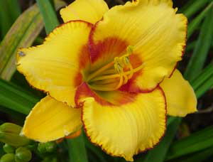 a_March-2008-daylilies-020