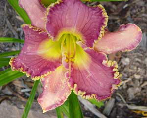 a_March-2008-daylilies-029