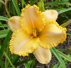 daylilies-2007-028