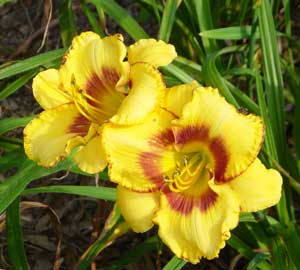 daylilies-2007-029