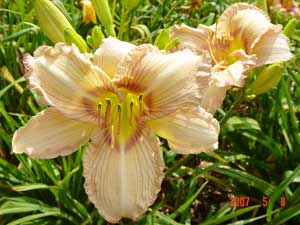 daylilies-2007-030