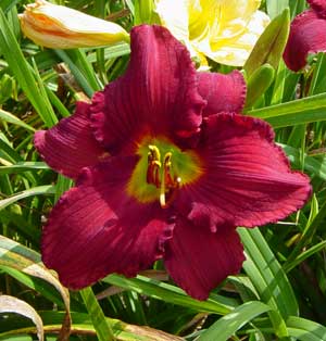 daylilies-2007-032