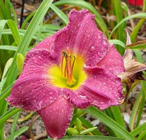 daylilies-2007-038