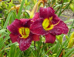 daylilies-2007-039