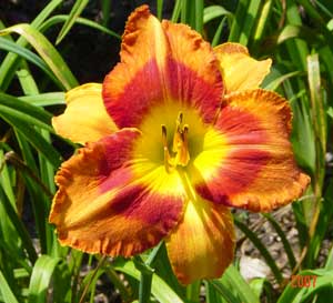 daylilies-2007-042